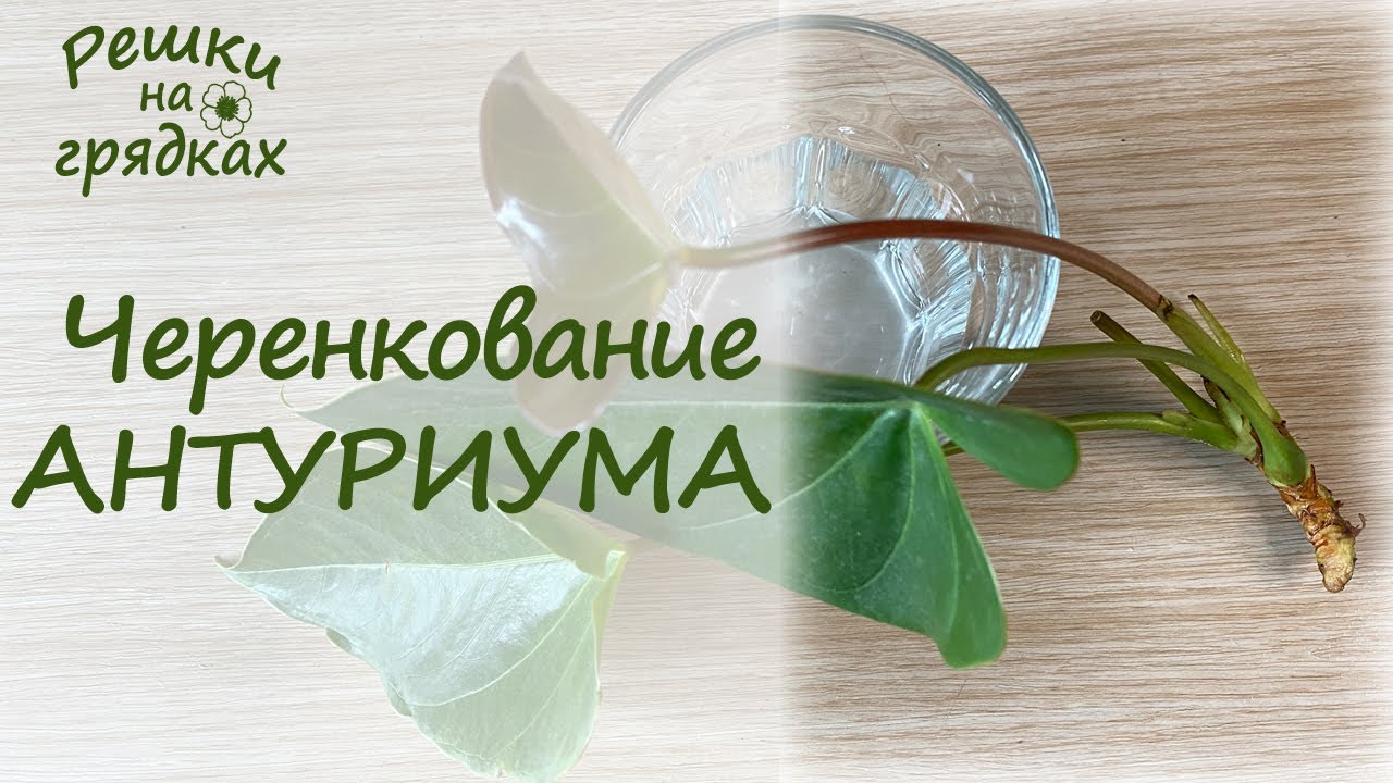 Черенкование антуриума | Как обрезать антуриум