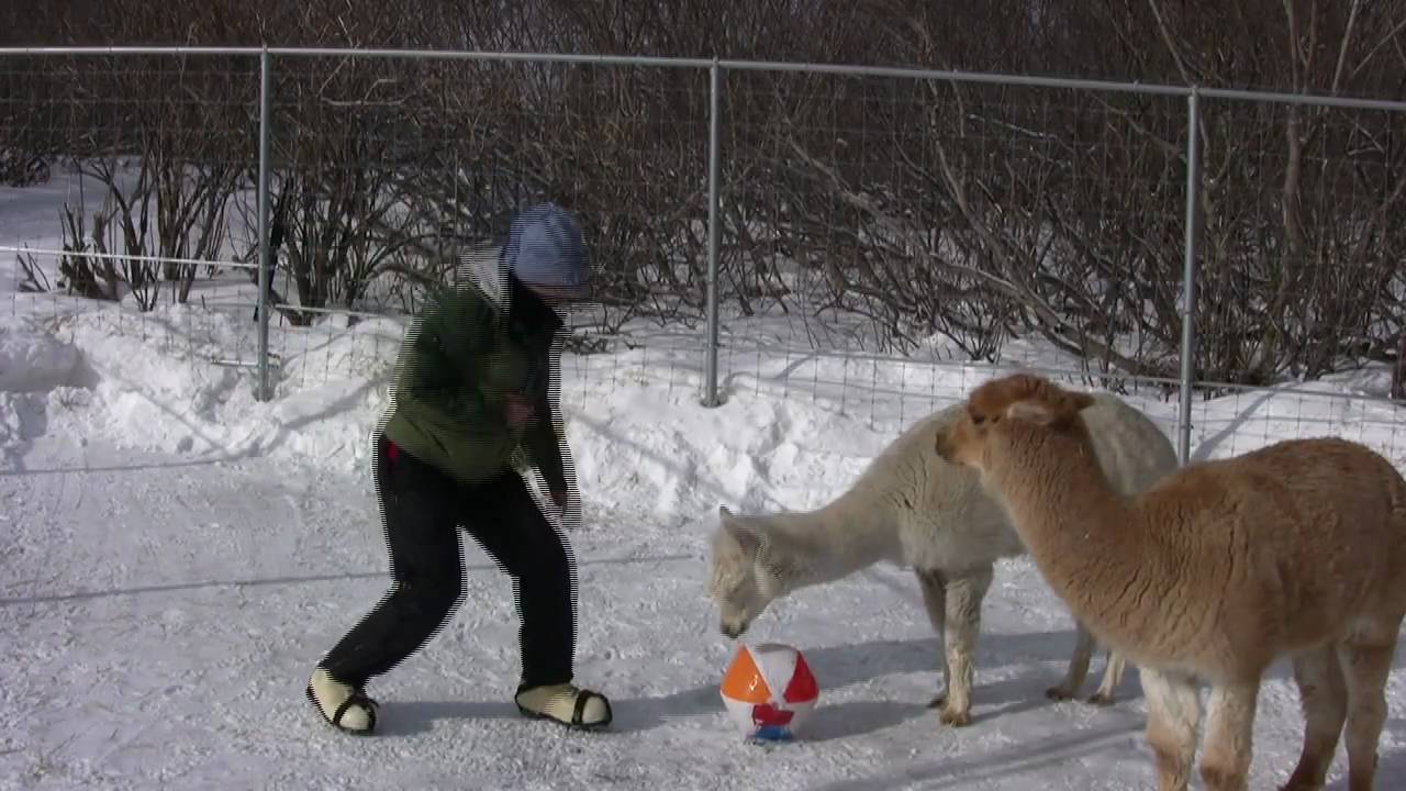 Alpaca Enrichment--A Few Tricks