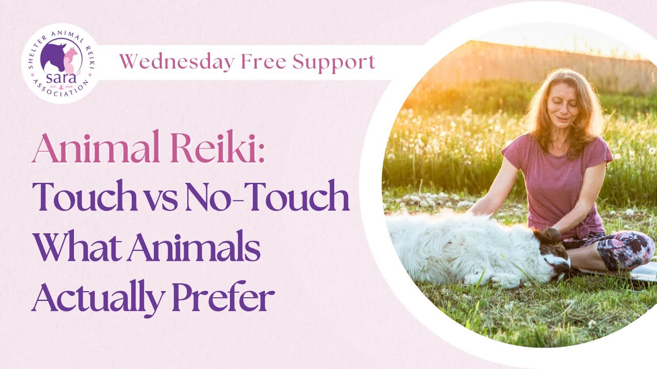 Animal Reiki: Touch vs No-Touch — What Animals Actually Prefer