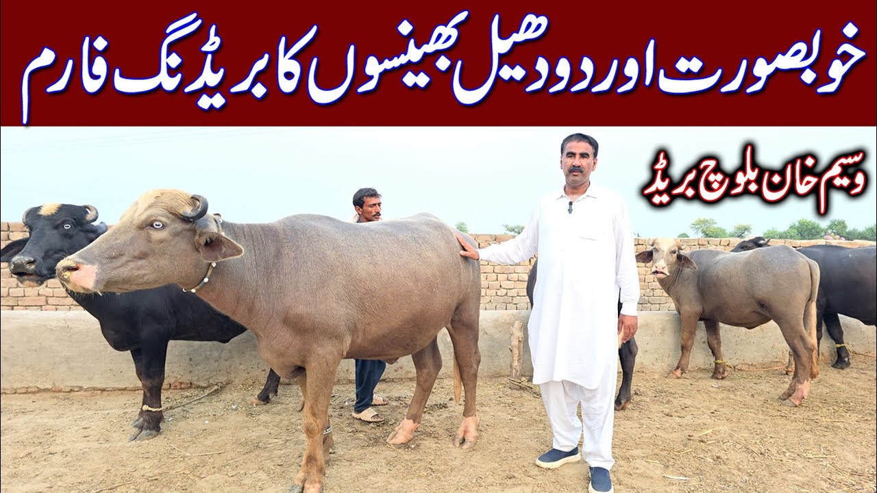 High milking buffaloes breeding farm | pure nili buffaloes | buffalo farming | buffalo | farming 