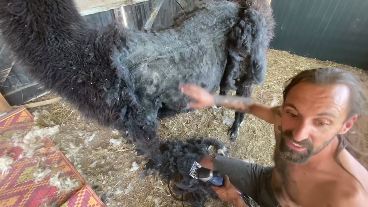 La tonte de lama c’est pas facile mais on apprend