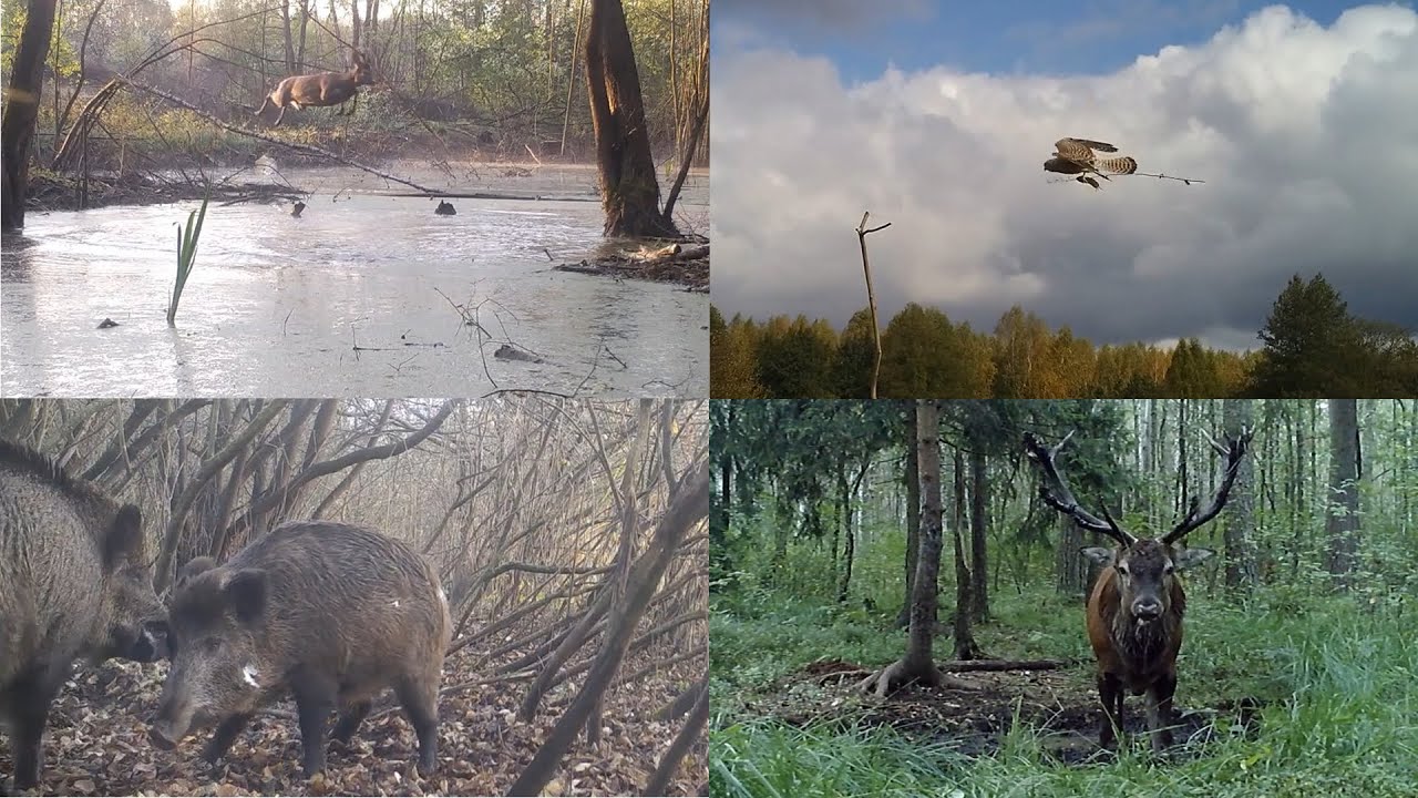 Fotopułapki 2022 - Top 10 - Trail Camera the Best Of 2022