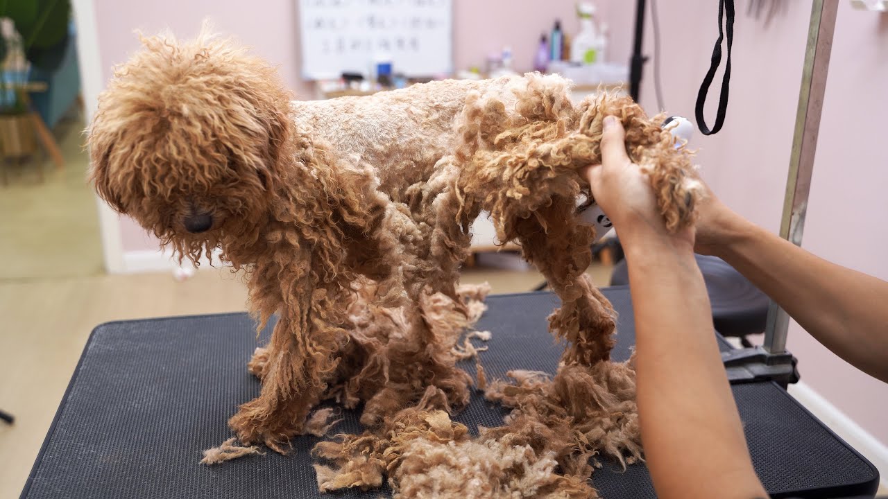 💖给流浪狗免费做美容，剪完后判若两狗💖 ‖ How To Groom a Fluffy Dog ‖ pet groomer ‖ 寵物美容