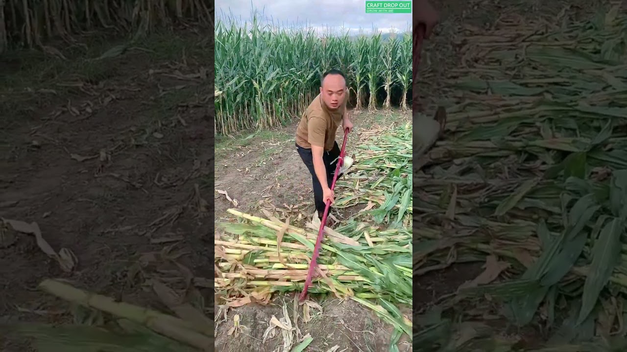 🌾⚙️ Curved Harvest Hook Demonstrating Stalk Bundling Technique