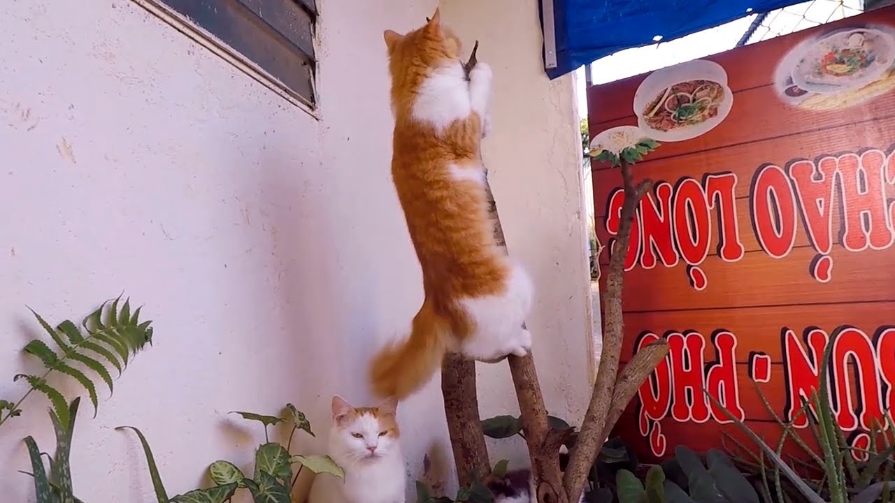 Mother Cat Shows Climbing Skills | 30s Cats