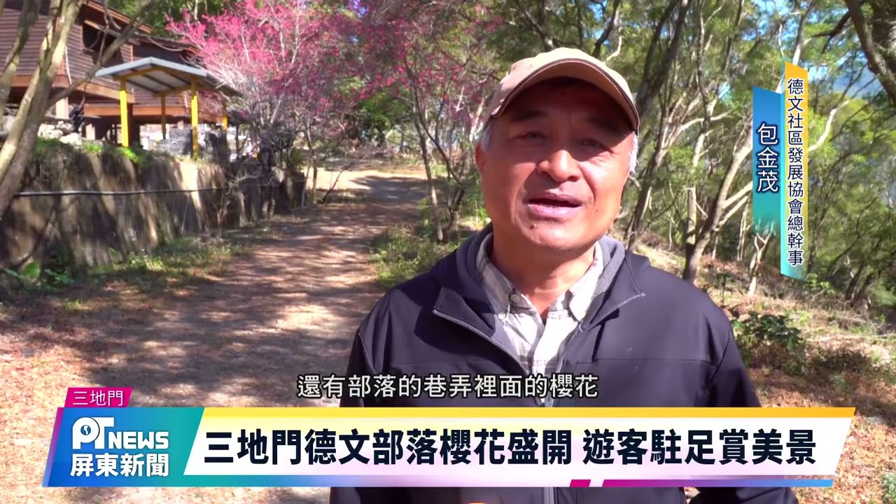 三地門德文部落櫻花盛開 遊客駐足賞美景