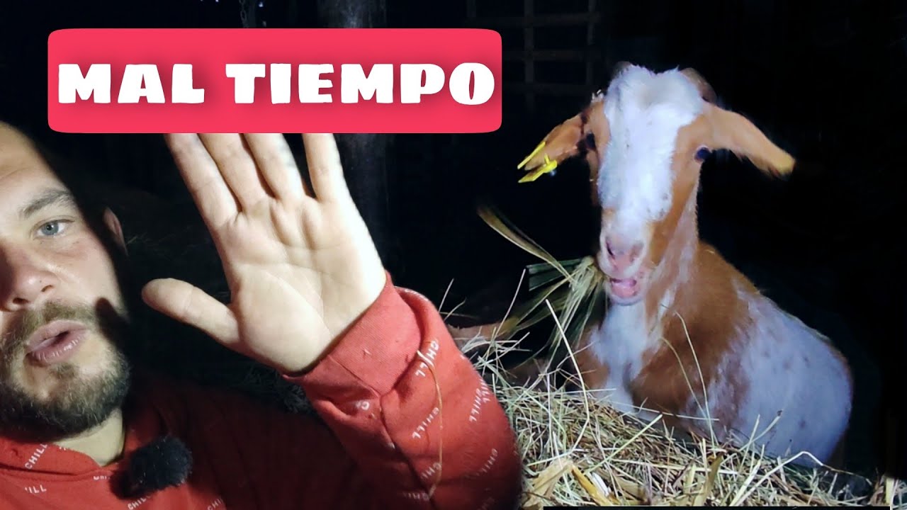 C&oacute;mo Cuidar Cabras en D&iacute;as de Lluvia: Alimentaci&oacute;n y Cuidados en la Granja