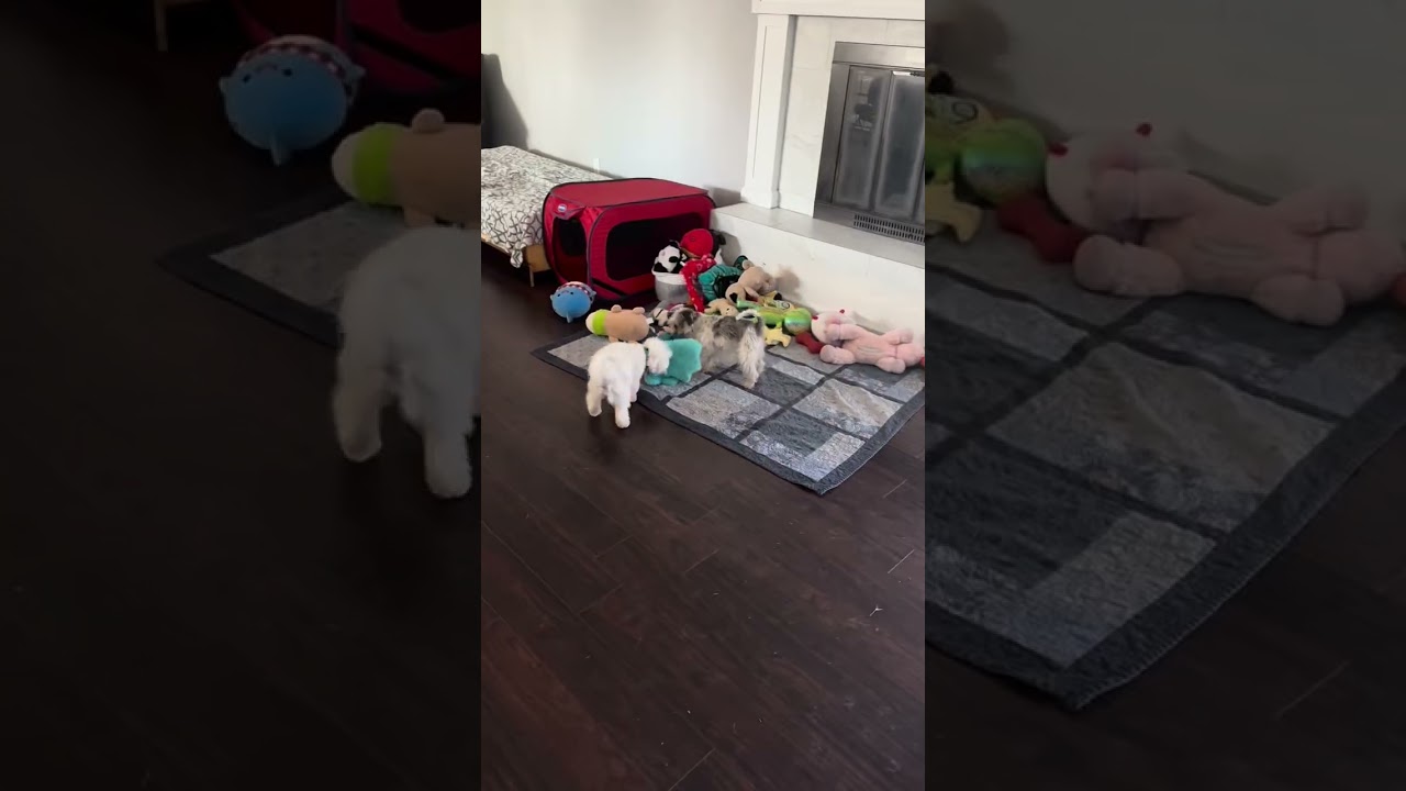 Toy Schnauzer and Maltese play day