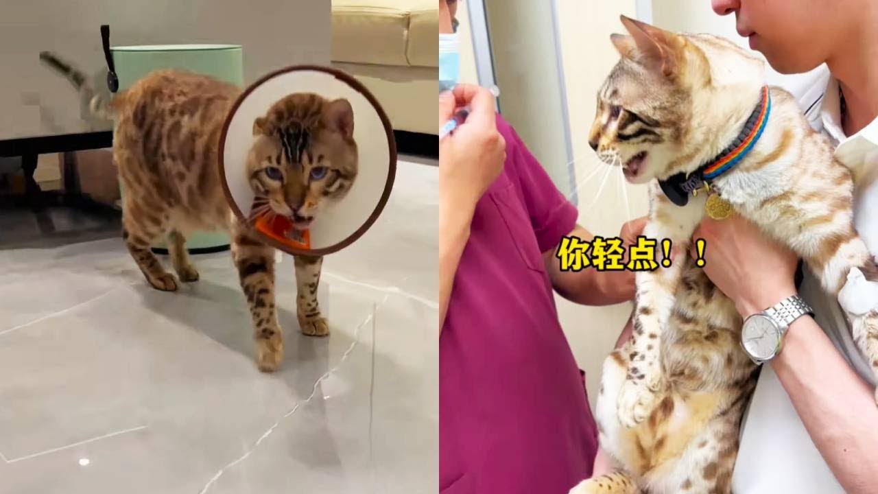 八條非要和流浪貓幹仗，結果被打瘸了…還兇醫生#貓咪小院