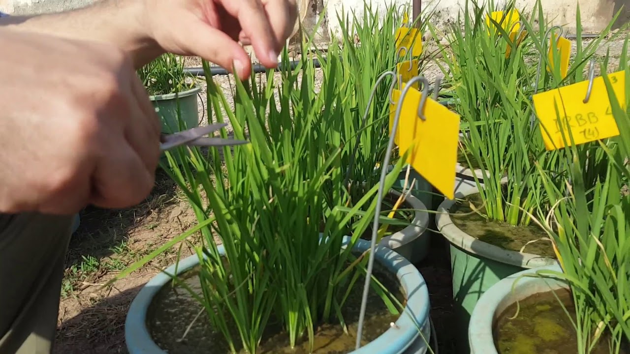 Screening for Crop Disease Resistance
