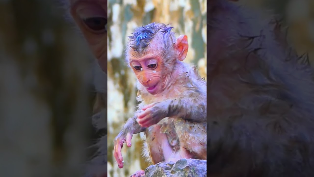 Poor little baby monkey #monkey #animal #fyp #love #foryou #foryoupage #video #fb #reels #reel #shor