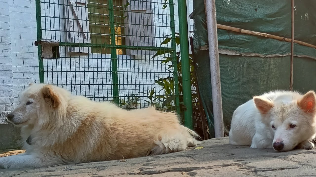 Life with Dogs is live chiku tuntuni Goku have a good day