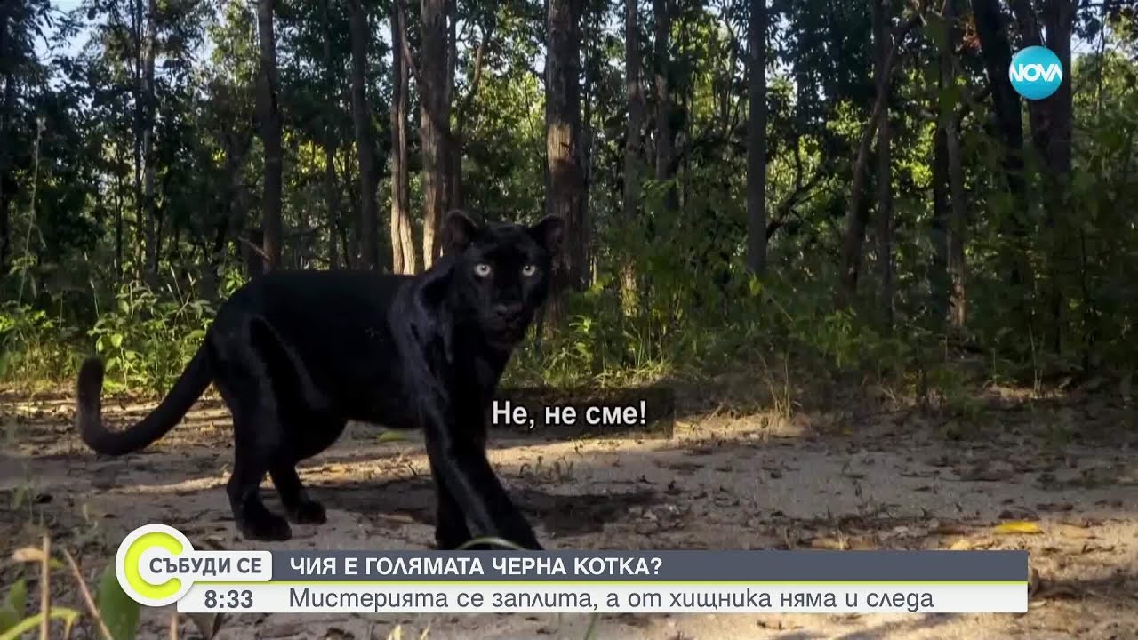 Проверяват двама души заради избягалия хищник в Шуменско