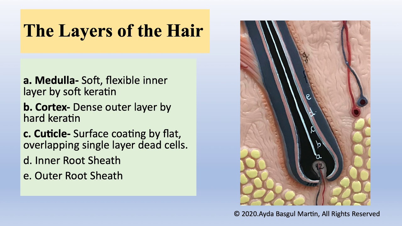 Hair, anatomy and physiology
