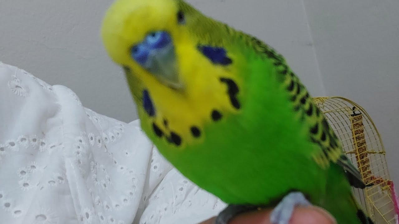 Konuşan muhabbet kuşu 