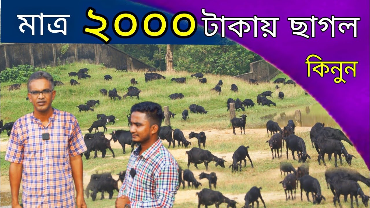 ৪০০০/৫০০০ টাকার ছাগল কিনুন মাত্র ২০০০ টাকায়। এতো সস্তা ছাগলের দাম। goat price in bangladesh