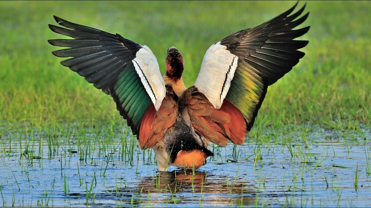 Artenporträt Nilgans