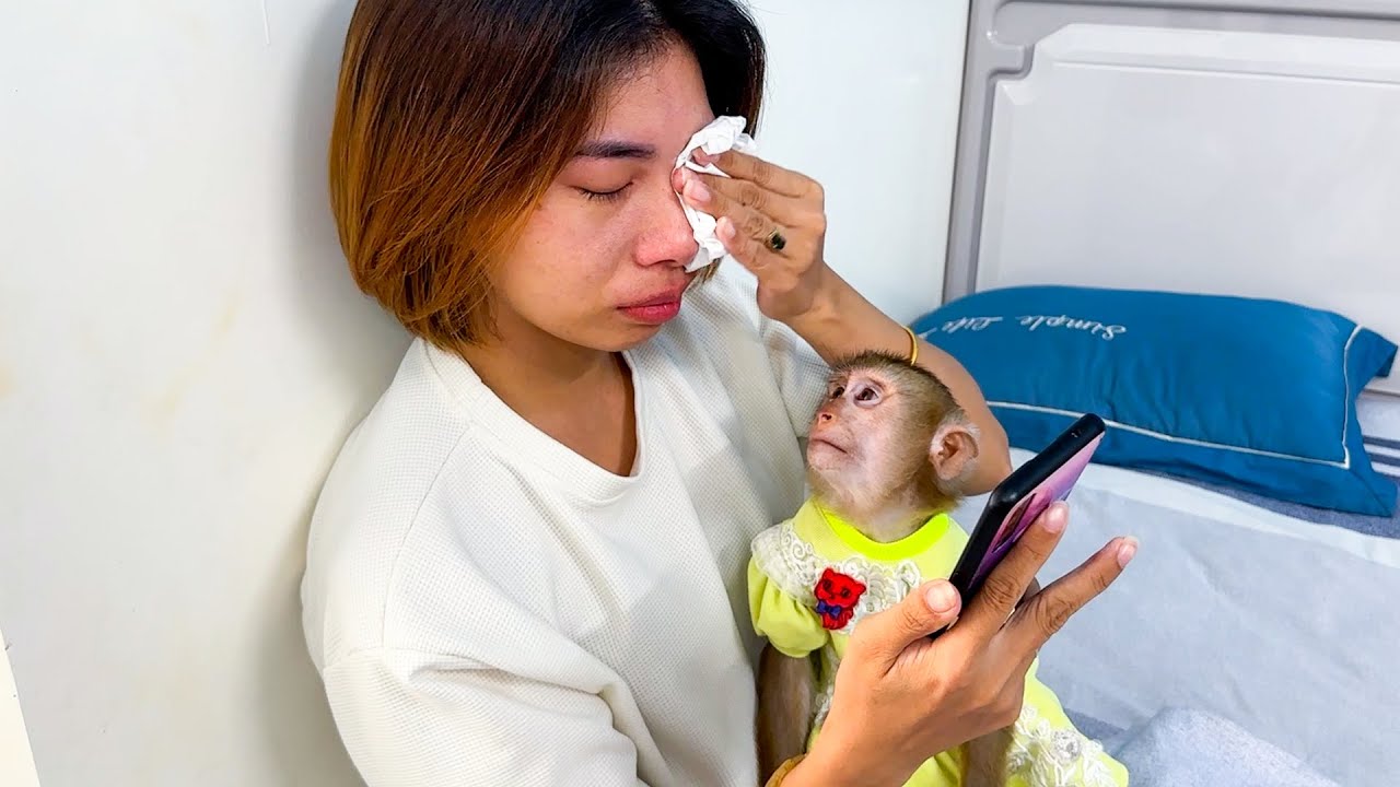 Monkey Kaka and Diem took tissue to wipe mom's tears when she cried