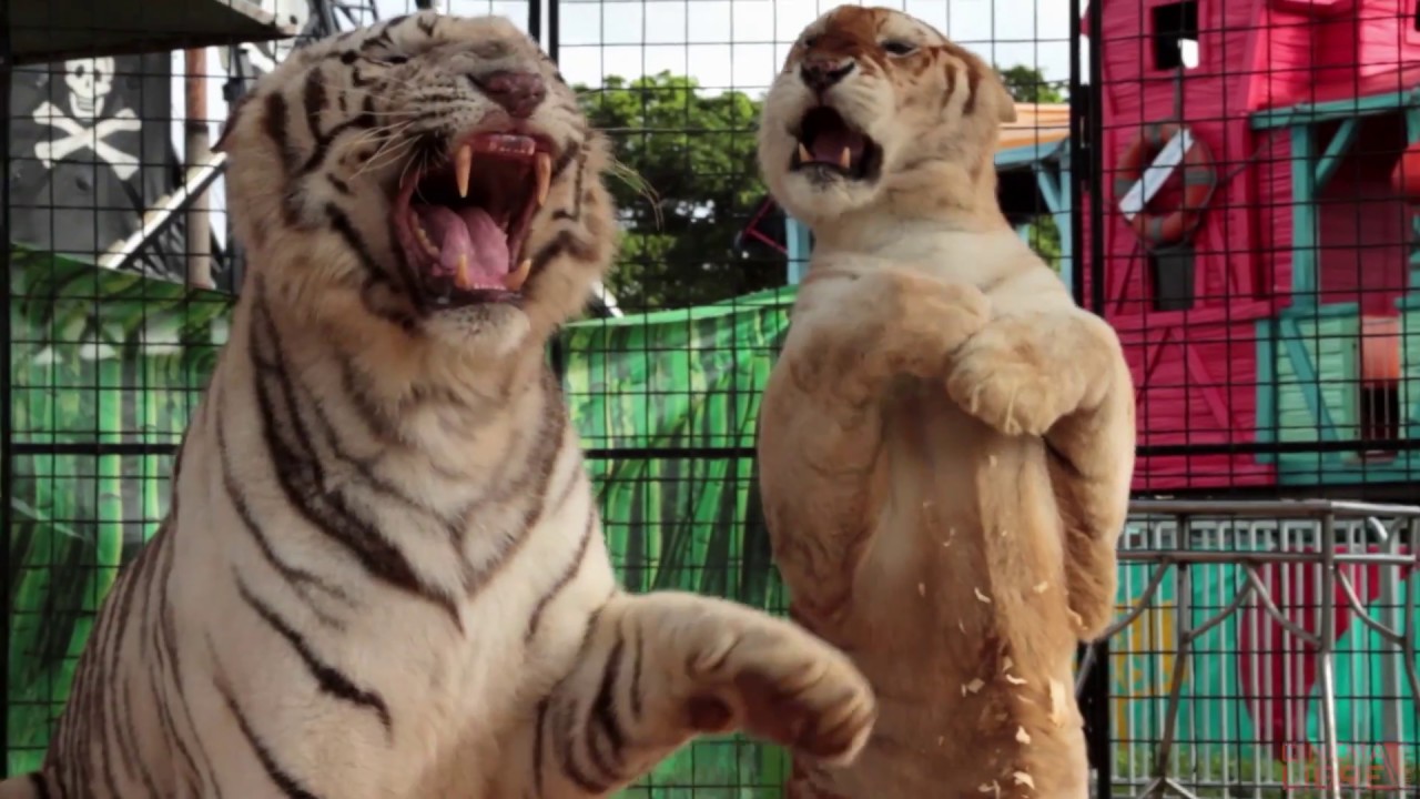 Mabel, Mabel, Tiger Trainer | Kindness Method of Training | Clip