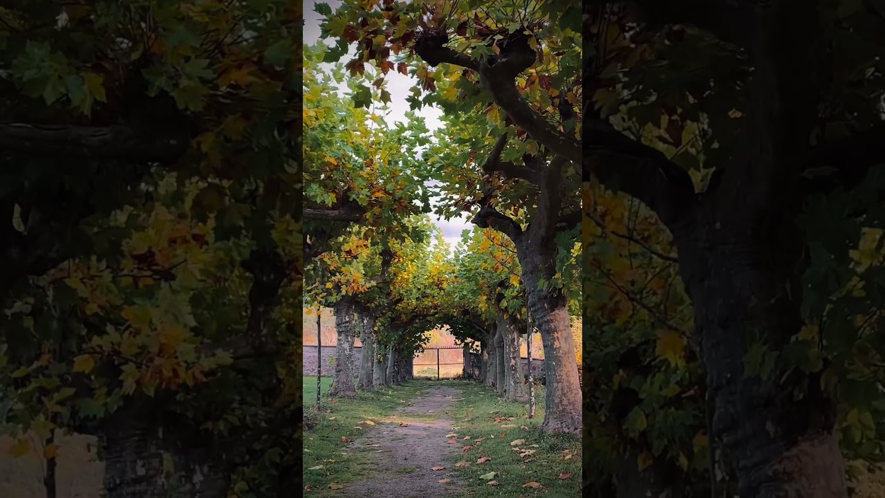 Autumn Trees 🍂 2021 ใบไม้เปลี่ยนสี ฝรั่งเศส@NingOnestar