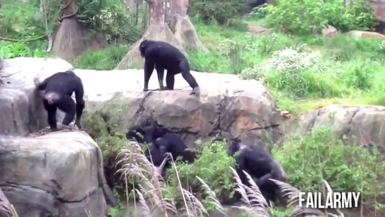 When Animals Attack Compilation || FailArmy