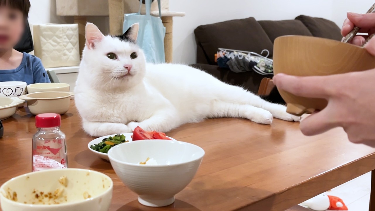 なぜか食卓のど真ん中にいる猫に椅子を置いた結果