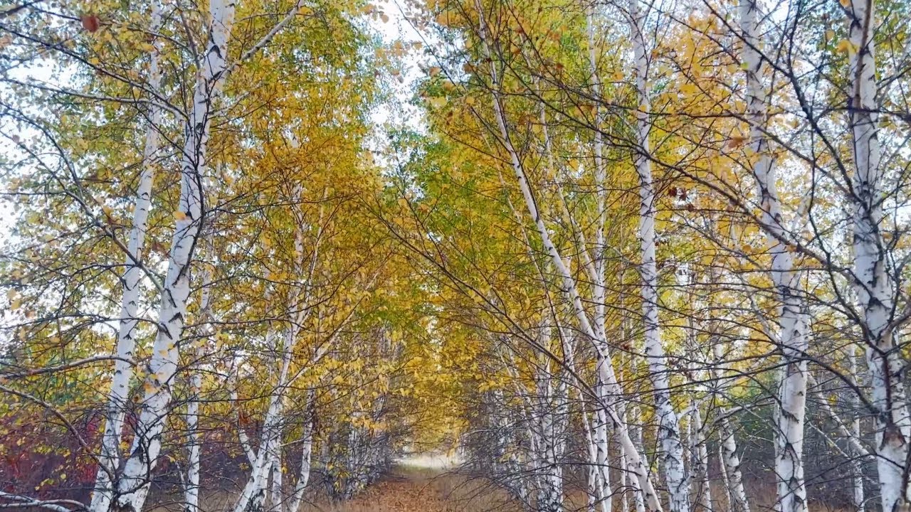 Simple Autumn Joys | Baking, Forest Walk & Sunset Glow 🍁