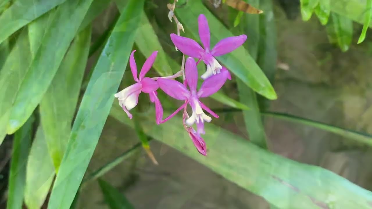 Walking tour of National Orchid Garden from Bukit Timah Gate
