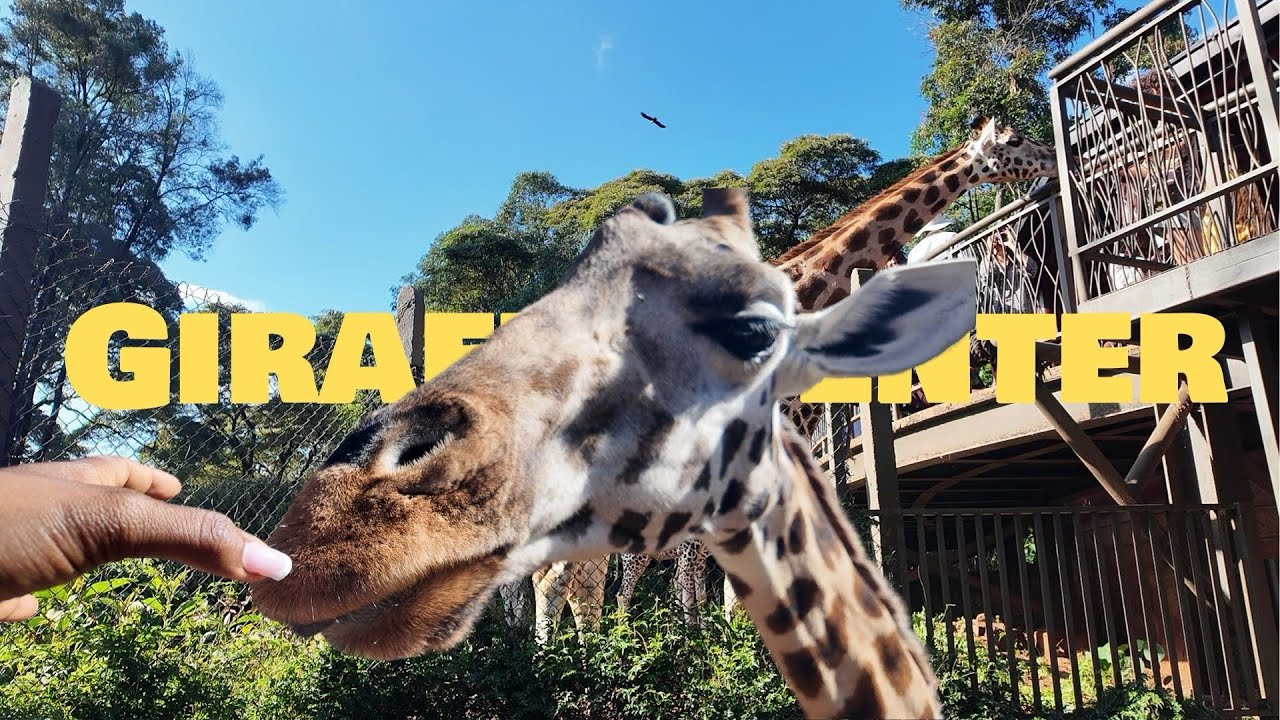 Visit Giraffe Center in Nairobi #giraffe #nairobivlog #girraffecenternairobi #kenyavlog