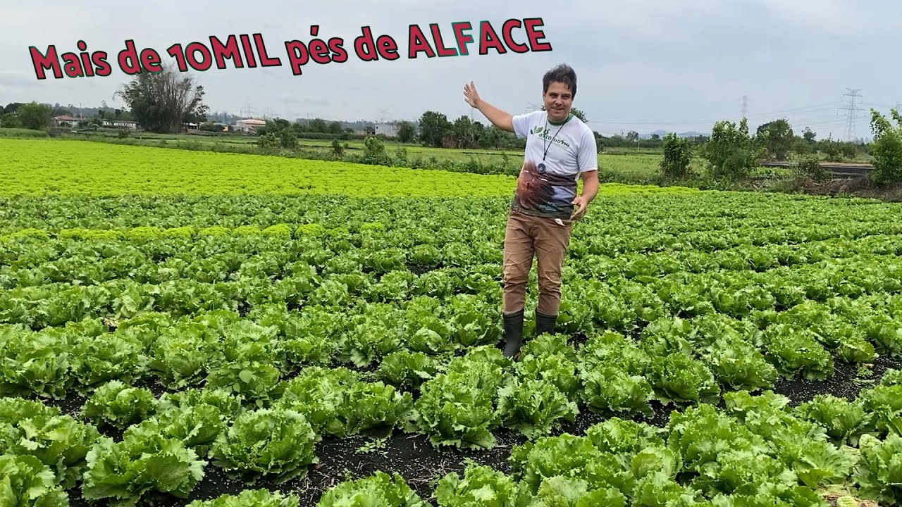 Tem mais de 10 mil p&eacute;s de alface aqui e tem couve manteiga clara e escura - E mudas de BR&Oacute;COLIS