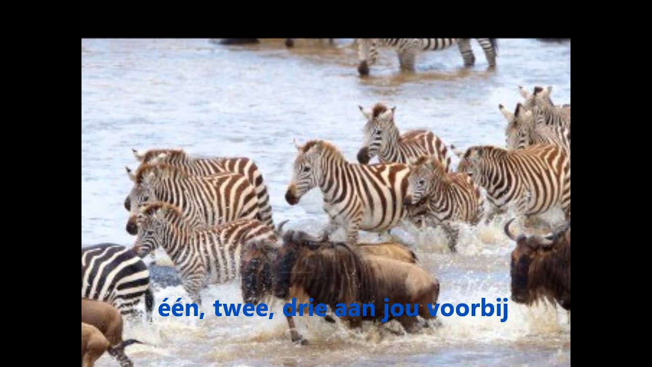 Dierennamen