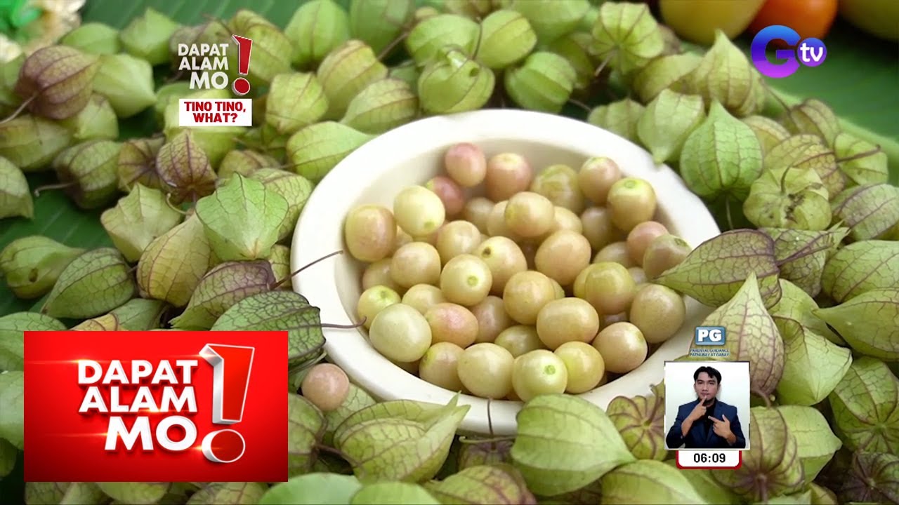 Halamang ‘tino-tino’, may health benefits nga ba o nakalalason ang bunga? | Dapat Alam Mo!