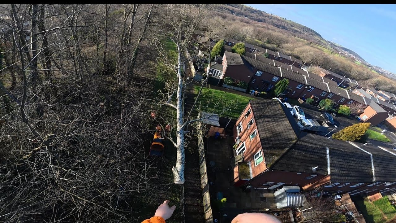 Leaning Alder Tree removal (climbers POV) 4K