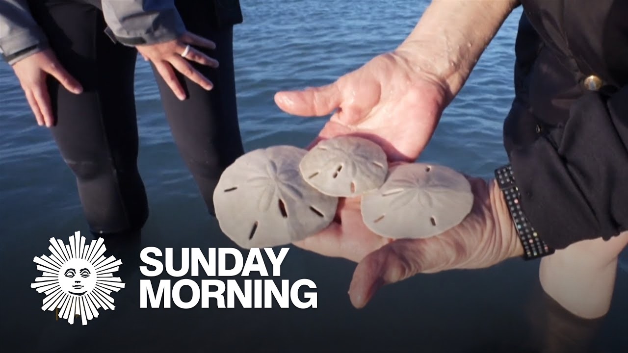 Hunting for sand dollars
