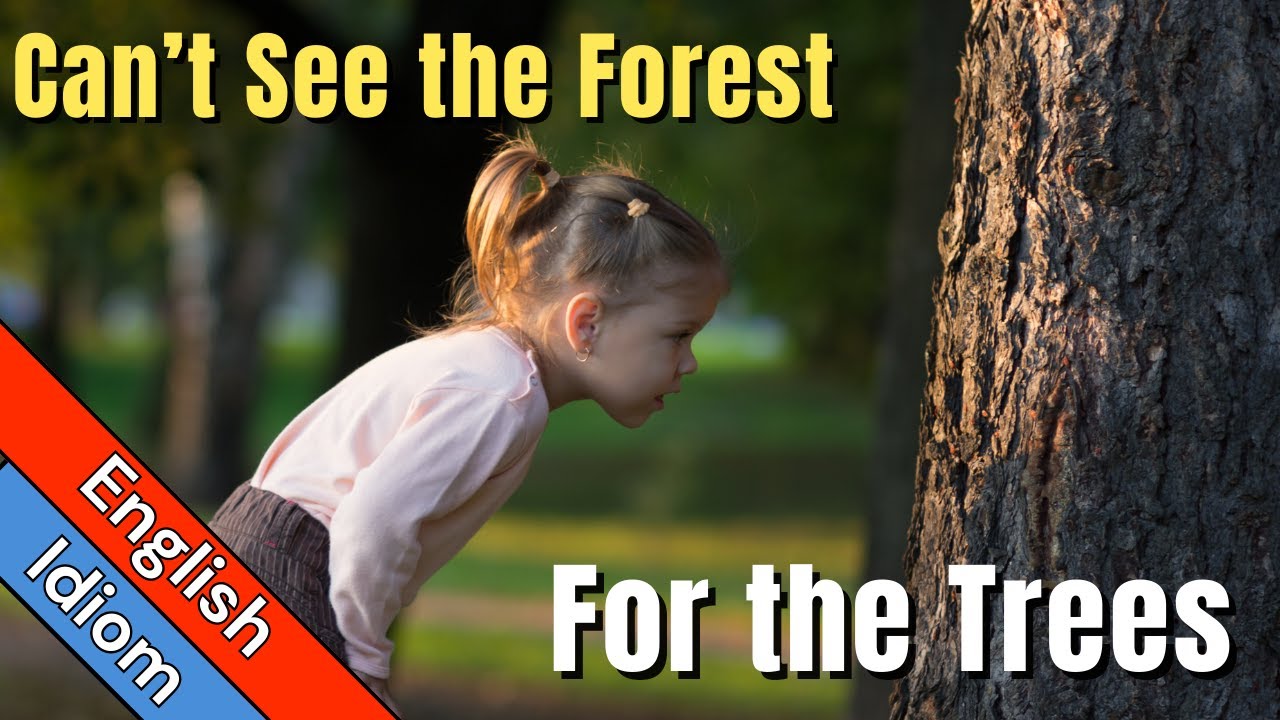 Can't See the Forest For the Trees Meaning | English Idioms