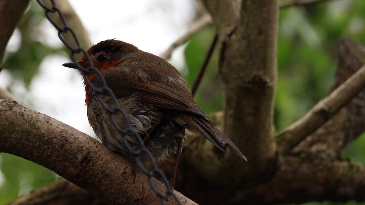 Robin grief