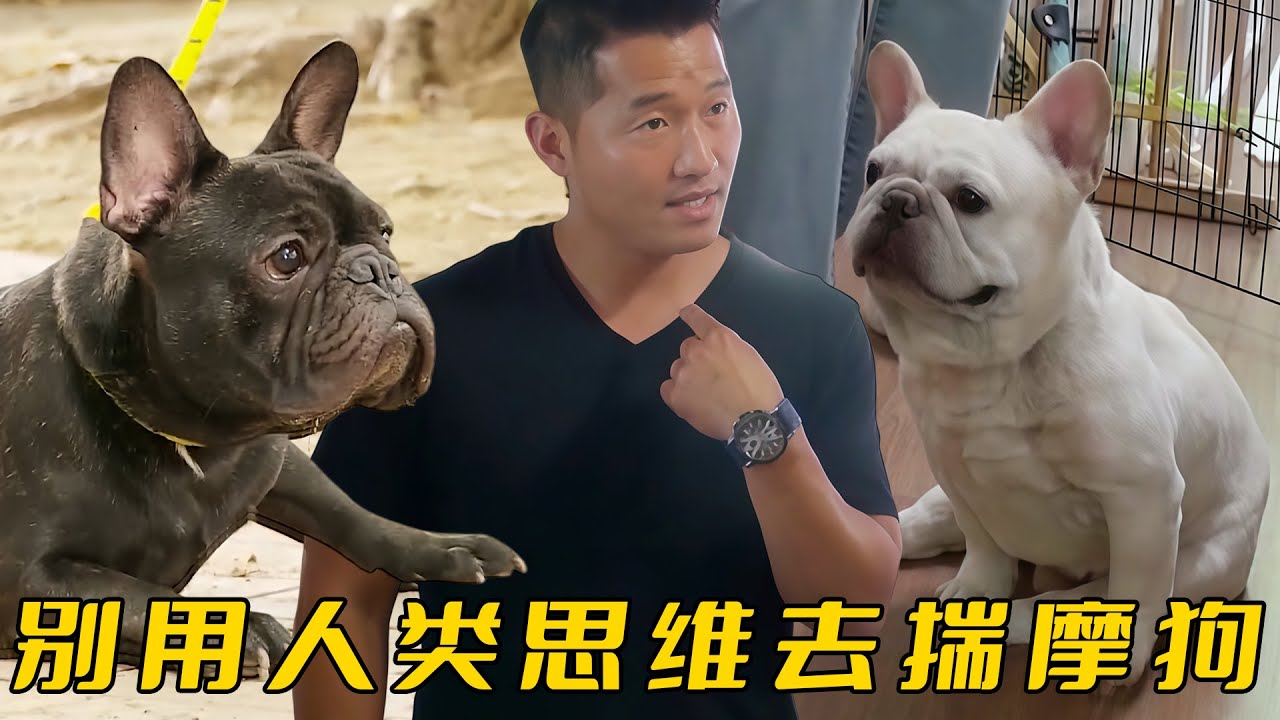 同伴去世后法鬥性格大變，主人以爲它抑鬱成疾，訓犬師卻建議別想太多
