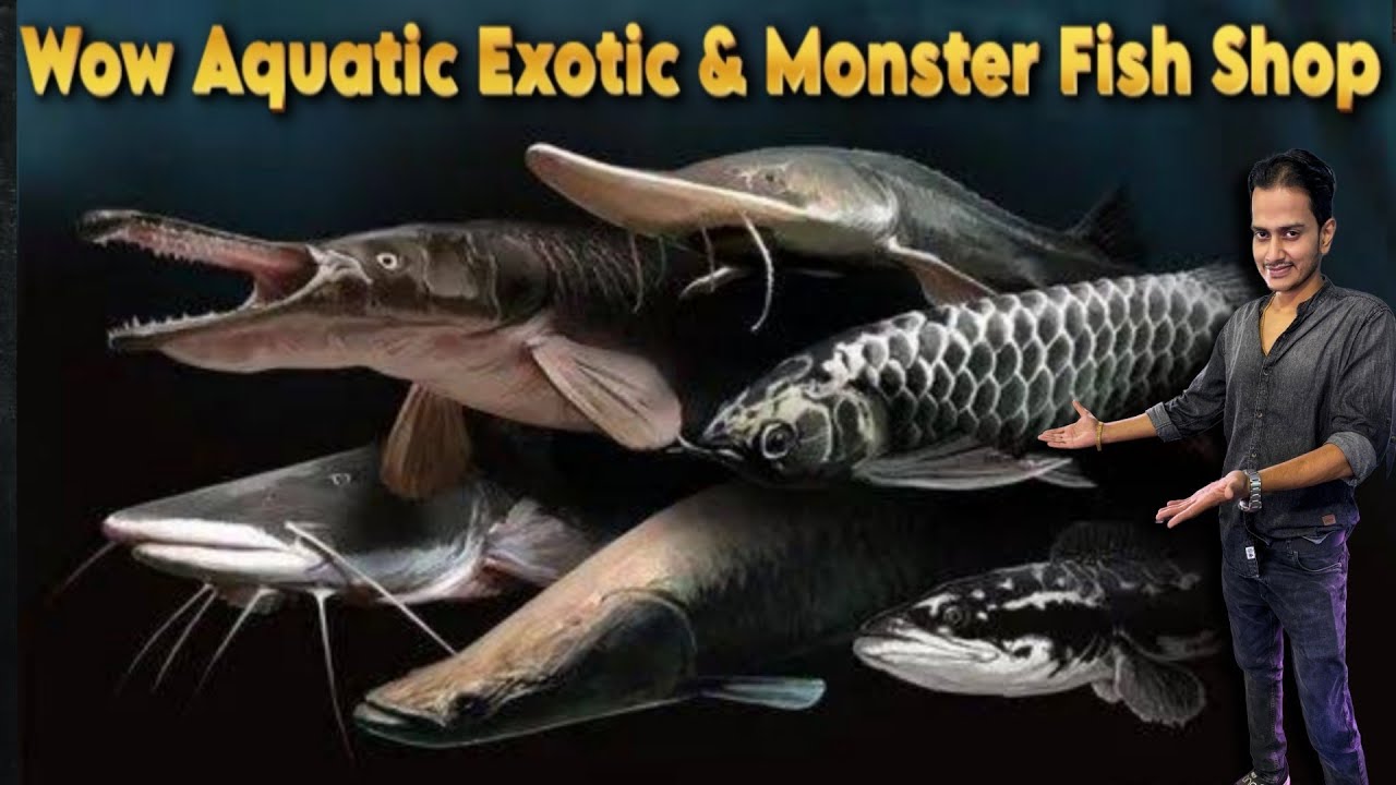 Monster Fish Shop in Bangalore | Rare Exotic fish Aquarium | Wholesale Price | Wow Aquatic #aquarium