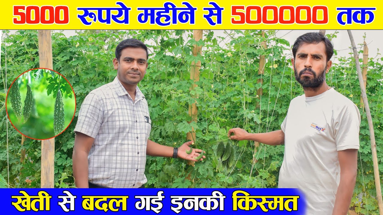 करेले की खेती से बदली किस्मत | 3 साल से कर रहे आधुनिक खेती | BitterGourd Farming