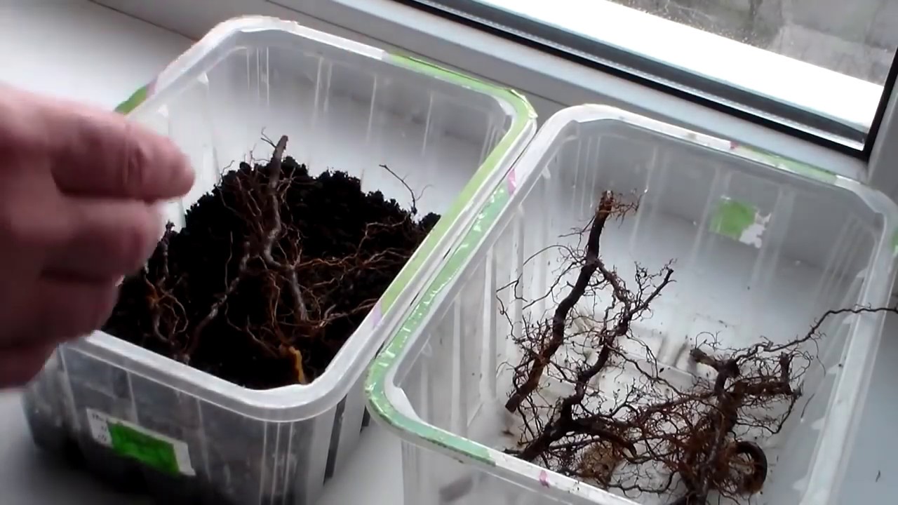 Саженцы малины из корневых черенков