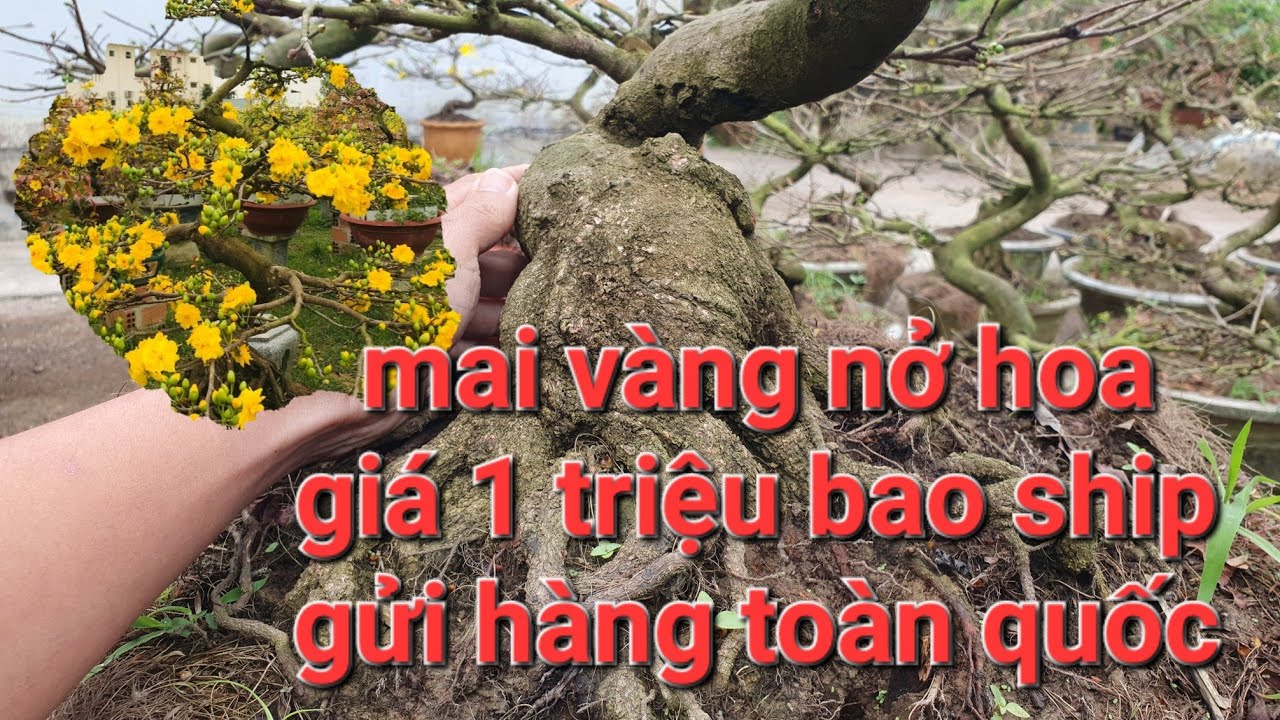 ✨️👉 27/1/2026 giao lưu Lô mai vàng chưng tết sỉ lẻ. Lh 0987096755