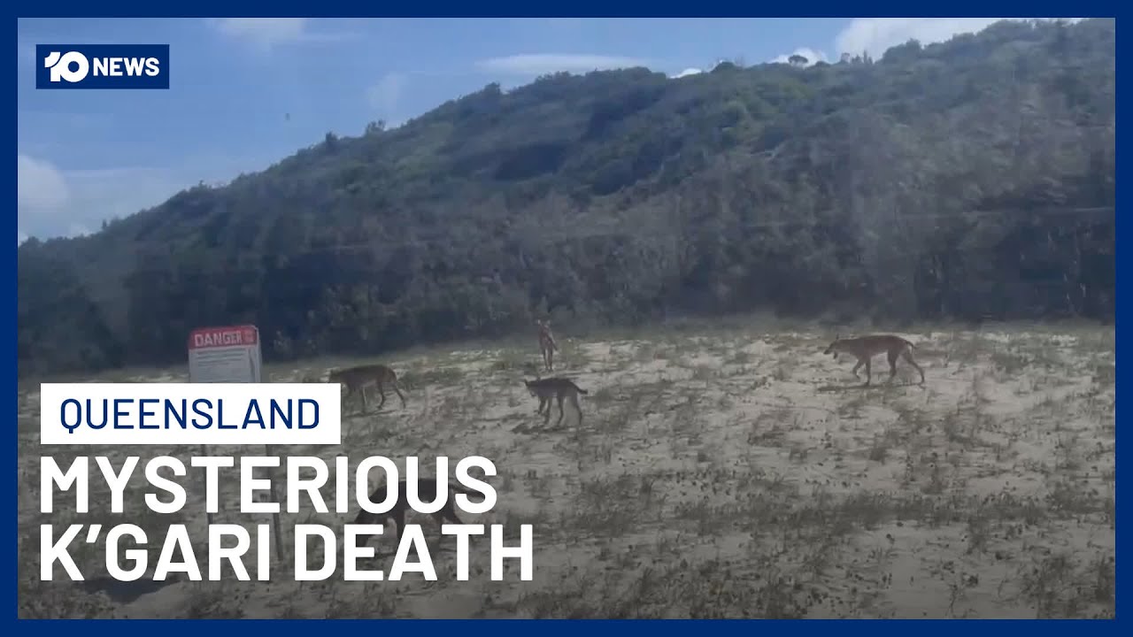 Police Await Autopsy Of Canadian Backpacker Found Dead Surrounded Dingoes On K’gari | 10 News