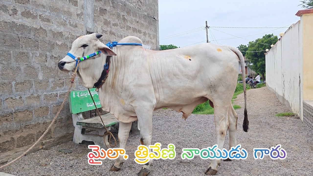 బయ్యవరం వచ్చిన జత మైలా.త్రివేణి నాయుడు గారు పల్నాడు జిల్లా 