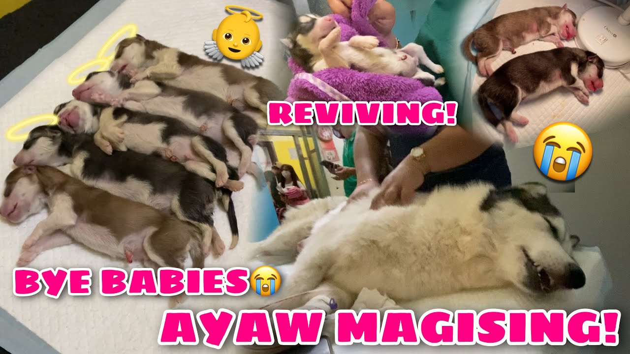 Cesarean Section On Snowy! | The Puppies Died! | Sobrang Critical! | Husky Pack TV