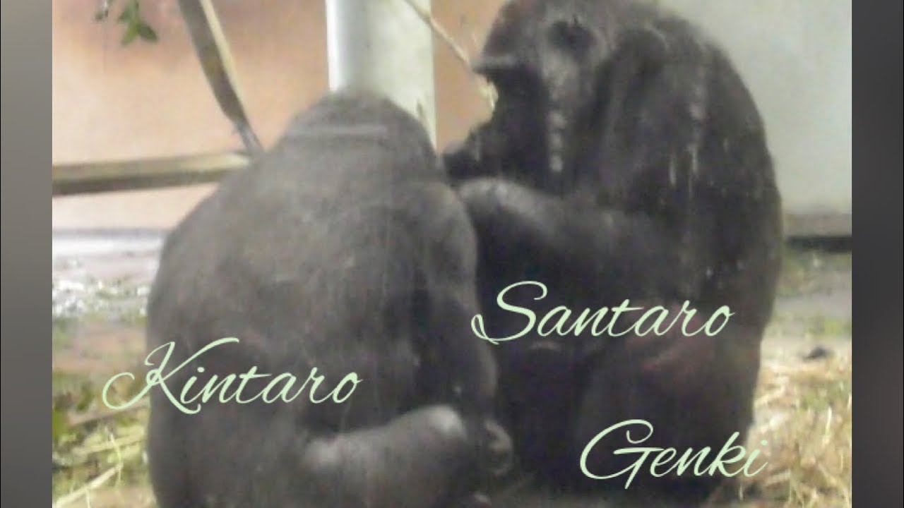 Genki Mama will show you Santarou properly if Kintaro behaves well👶👀🦍