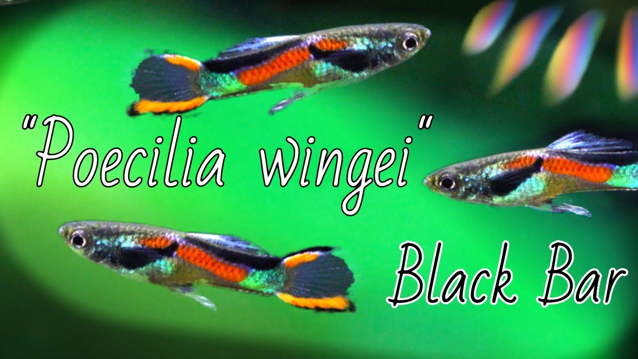 Endler's Livebearer (BLACK BAR ENDLERS - Class N)