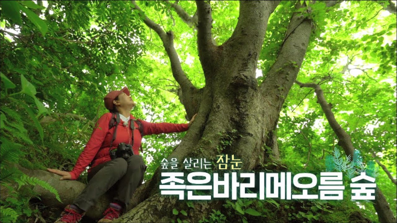 오늘 숲에는 [족은바리메오름 숲] KBS제주 240521방송