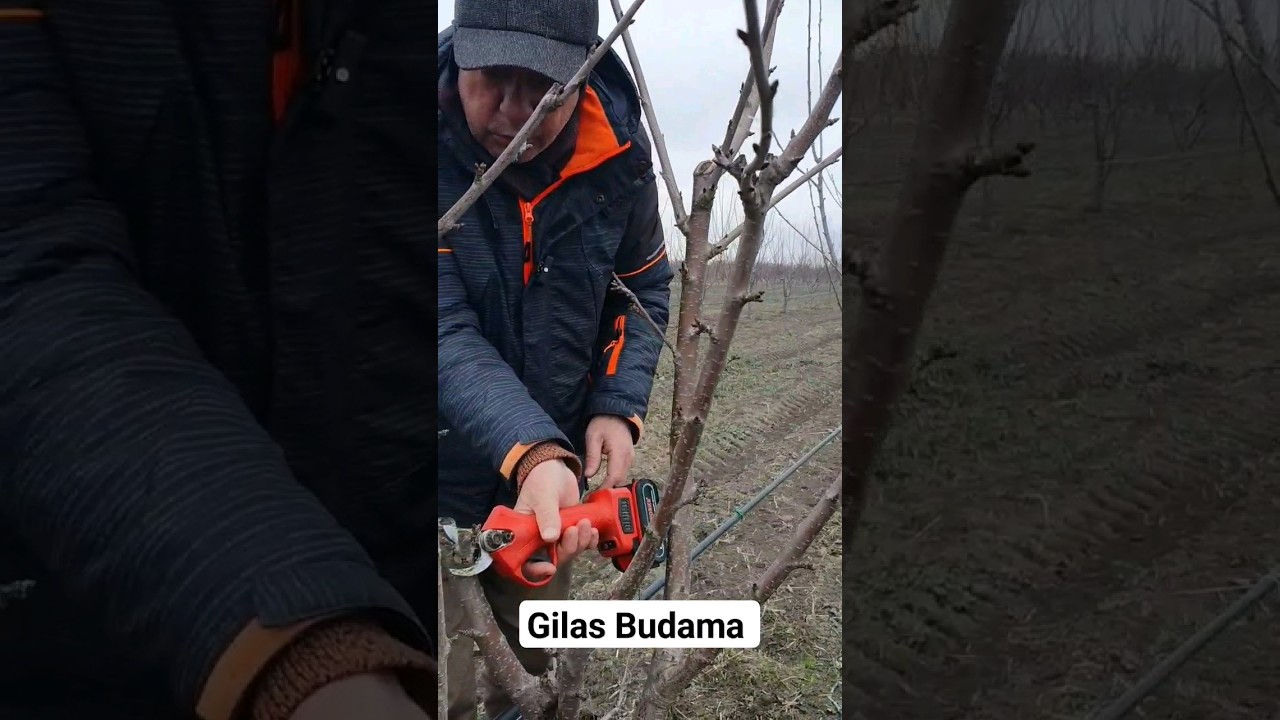 Gilas Budama. #bağ&ccedil;iliq #dərmanlama #gilas&ccedil;lıq #girşimcilik