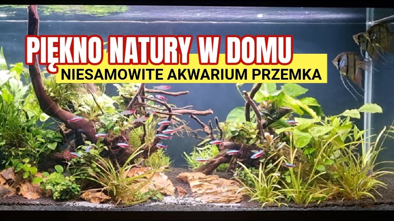 AKWARIUM Z DUSZĄ &ndash; 240 litr&oacute;w naturalnego piękna w stylu Przemka