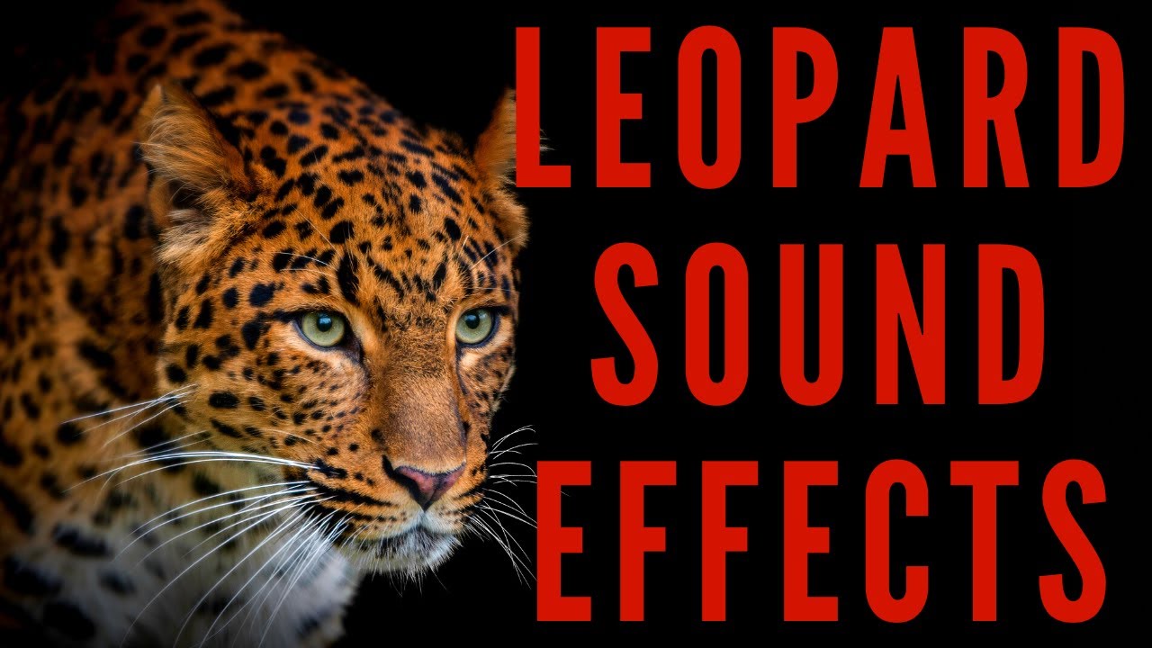 LEOPARD SOUND EFFECTS - Leopard Sounds | Maktub_ytv